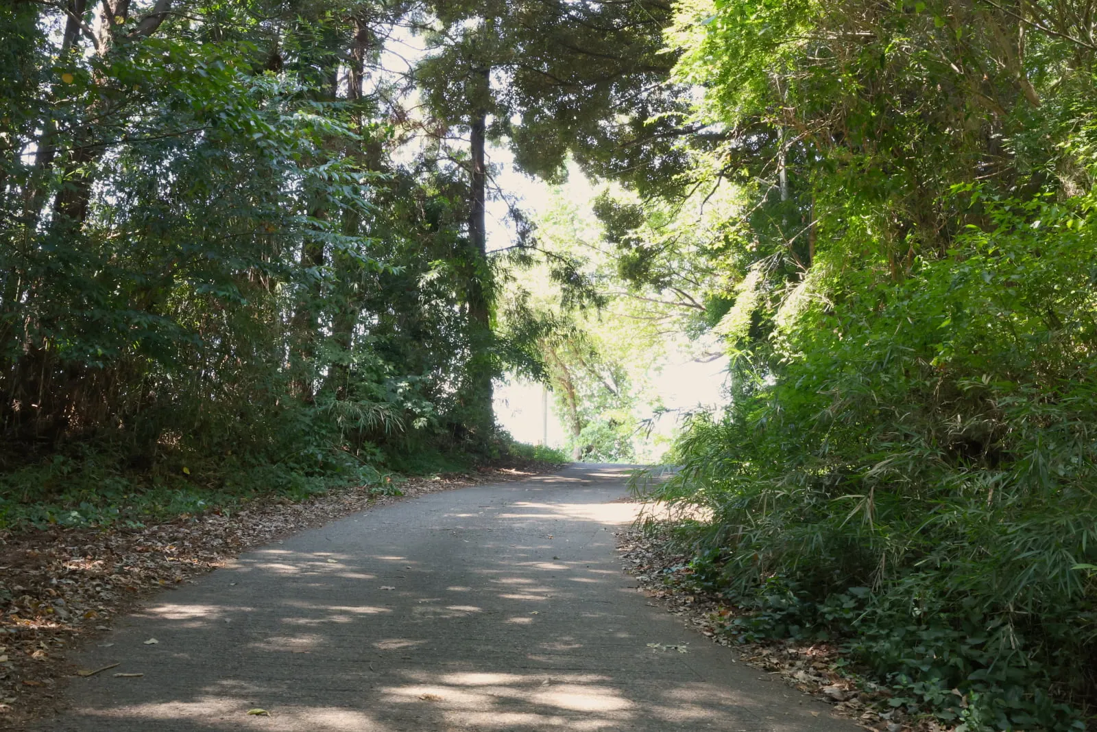 両側を木々に覆われた坂道