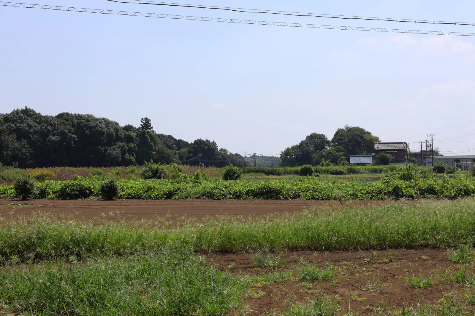 赤茶色の土が目立つ畑