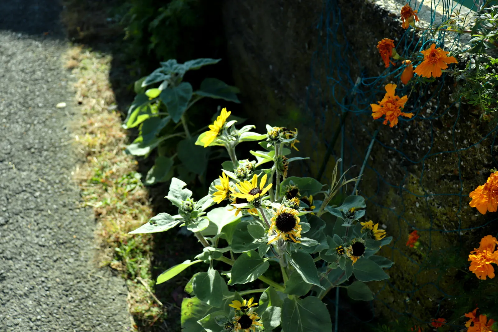 道端に咲く黄色とオレンジ色の小さなお花の写真