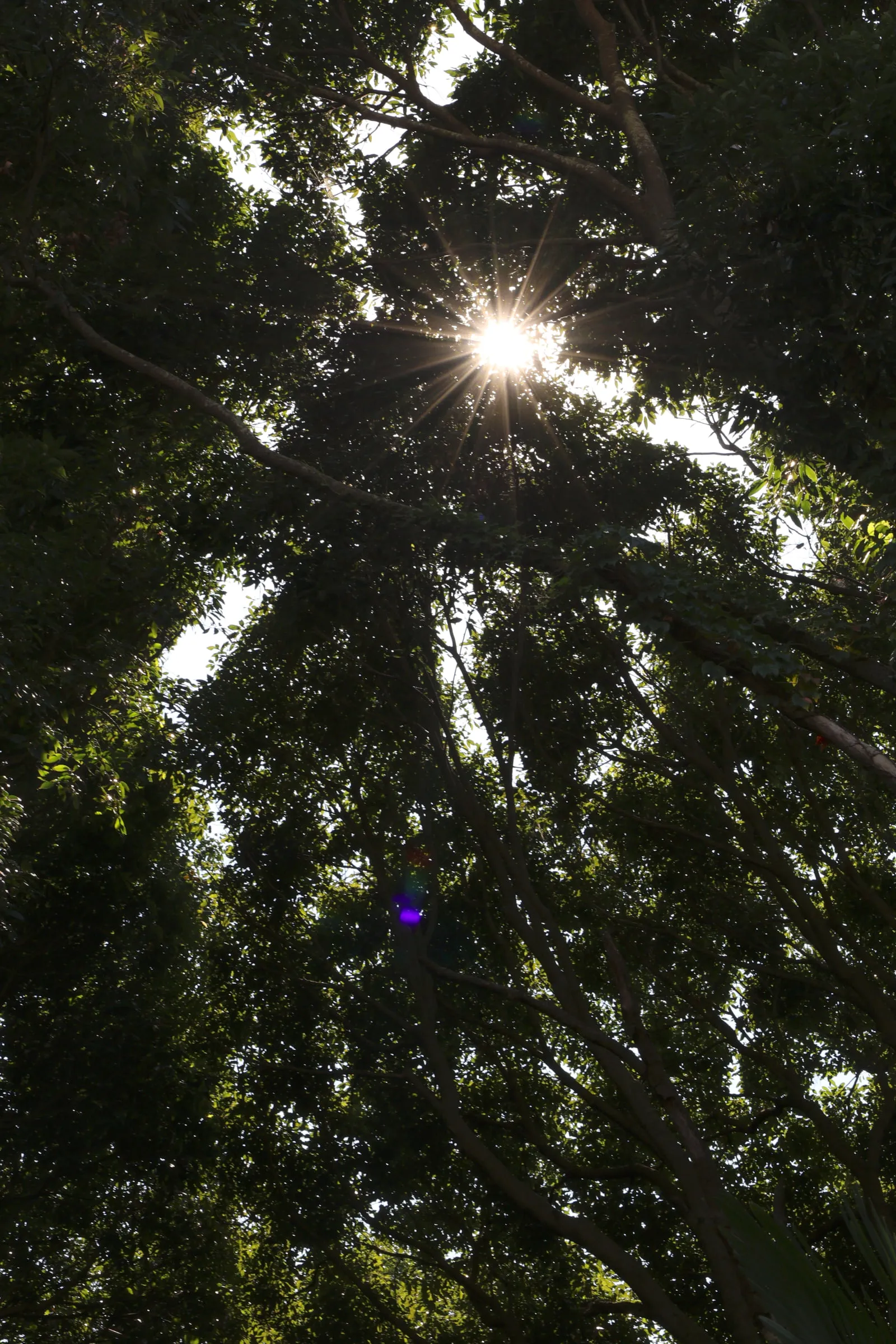 木の葉の隙間からのぞく、強烈な日差しの写真