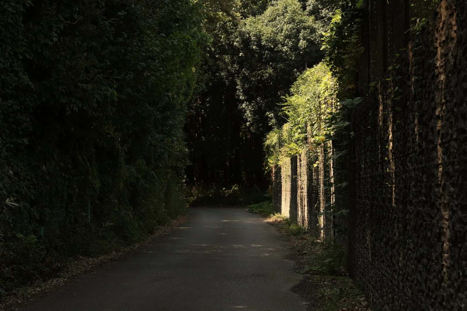 木々の影で薄暗い道に、日差しが差し込み一部だけ明るく照らされている道