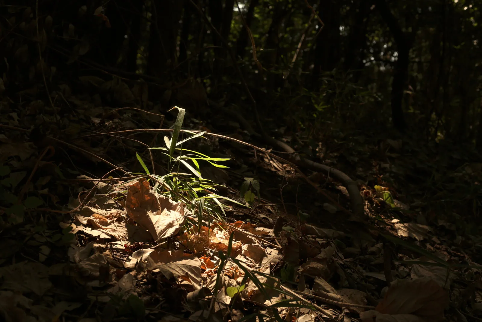 スポットライトのように日光が当たっている草
