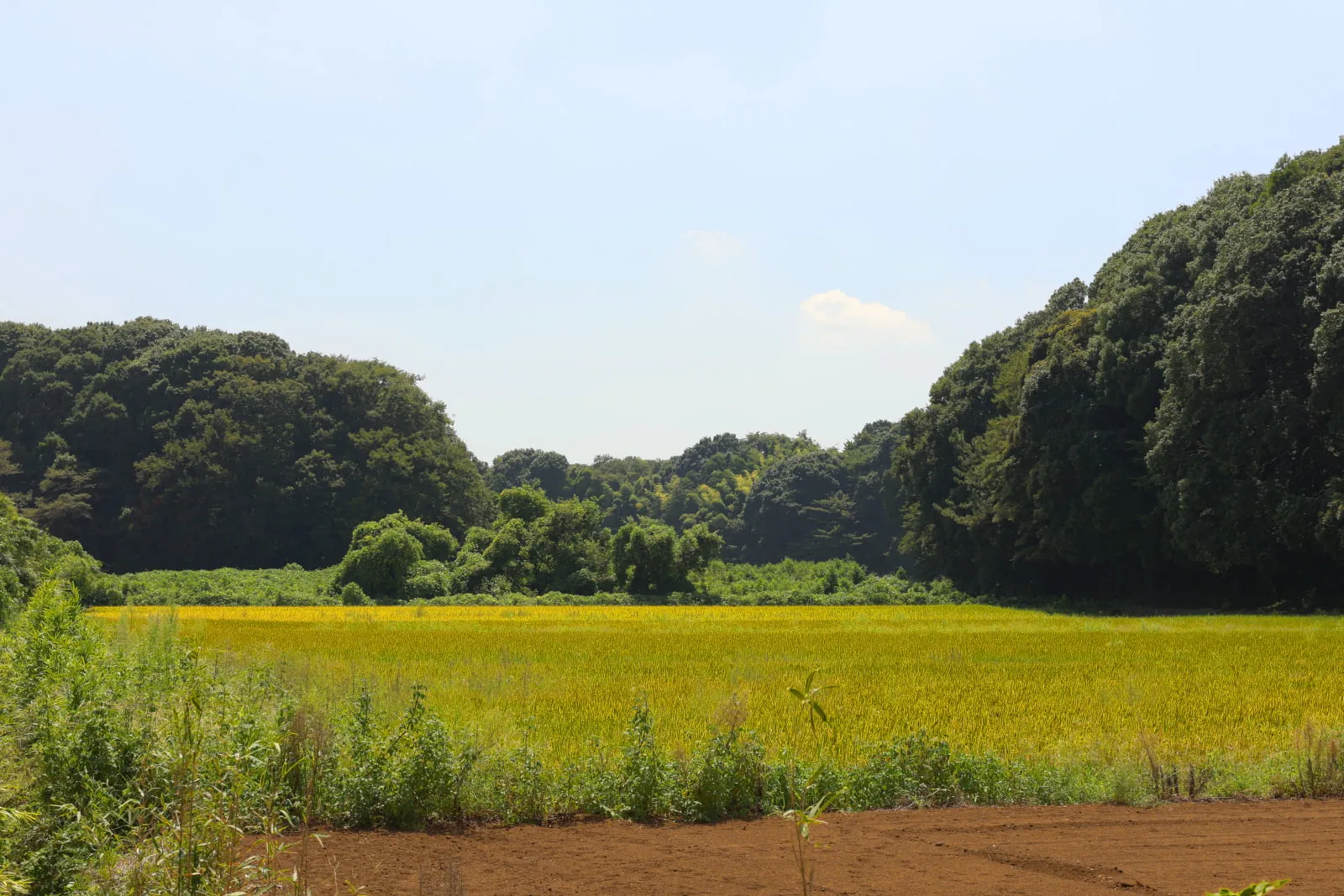 森と森の隙間にある、黄金色に輝く田んぼ