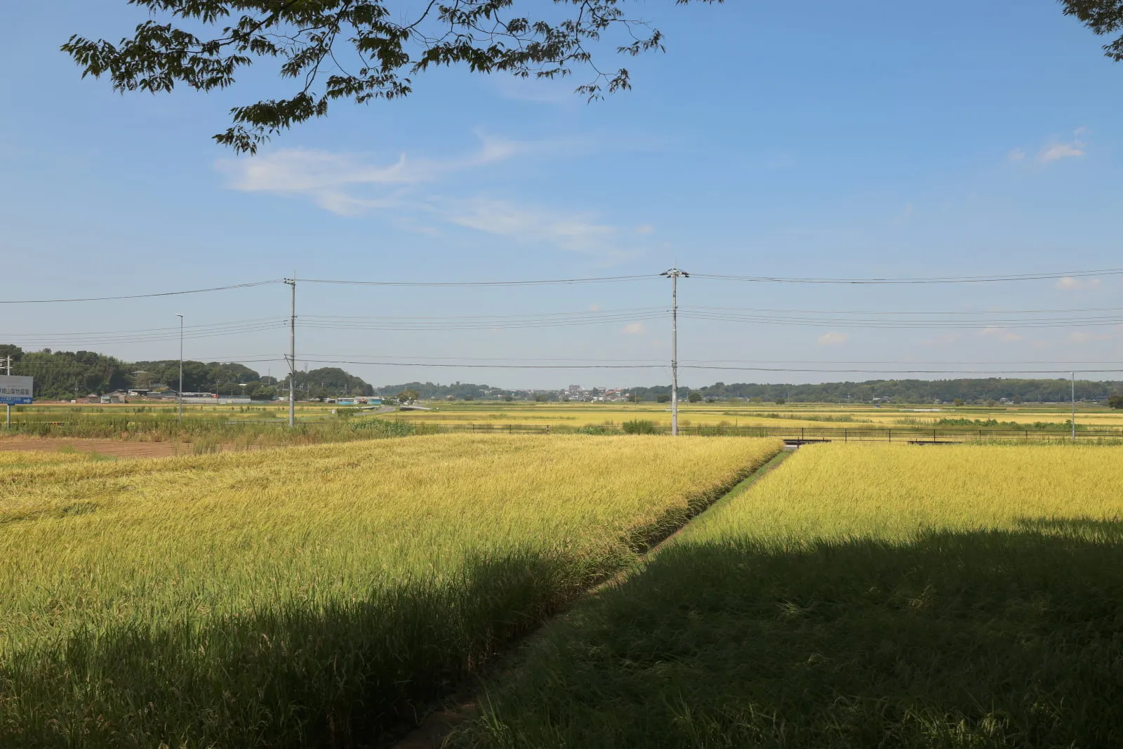 地平線まで続く黄金色の田んぼの写真