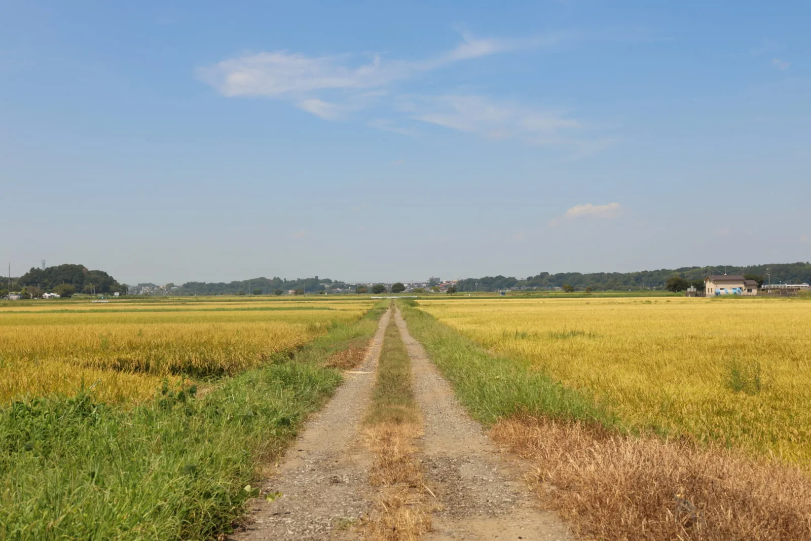 地平線まで続く黄金色の田んぼの中央を、まっすぐ突っ切る未舗装の道路