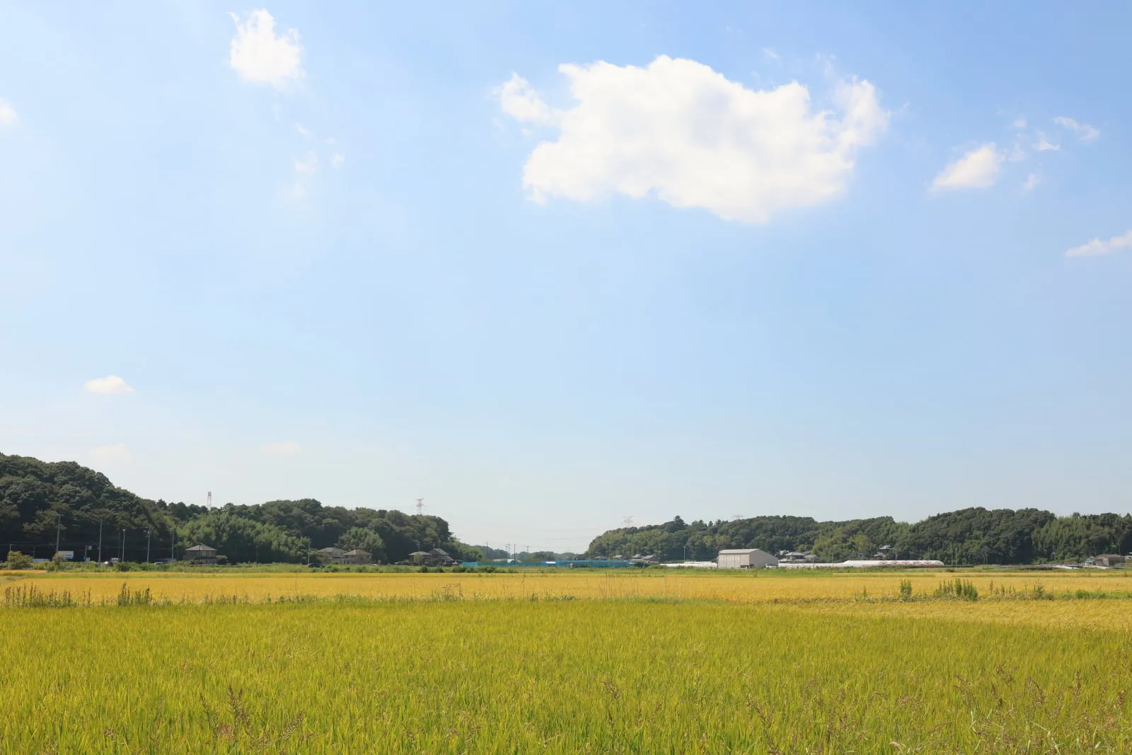 青空と黄金色の田んぼと森の遠景の写真