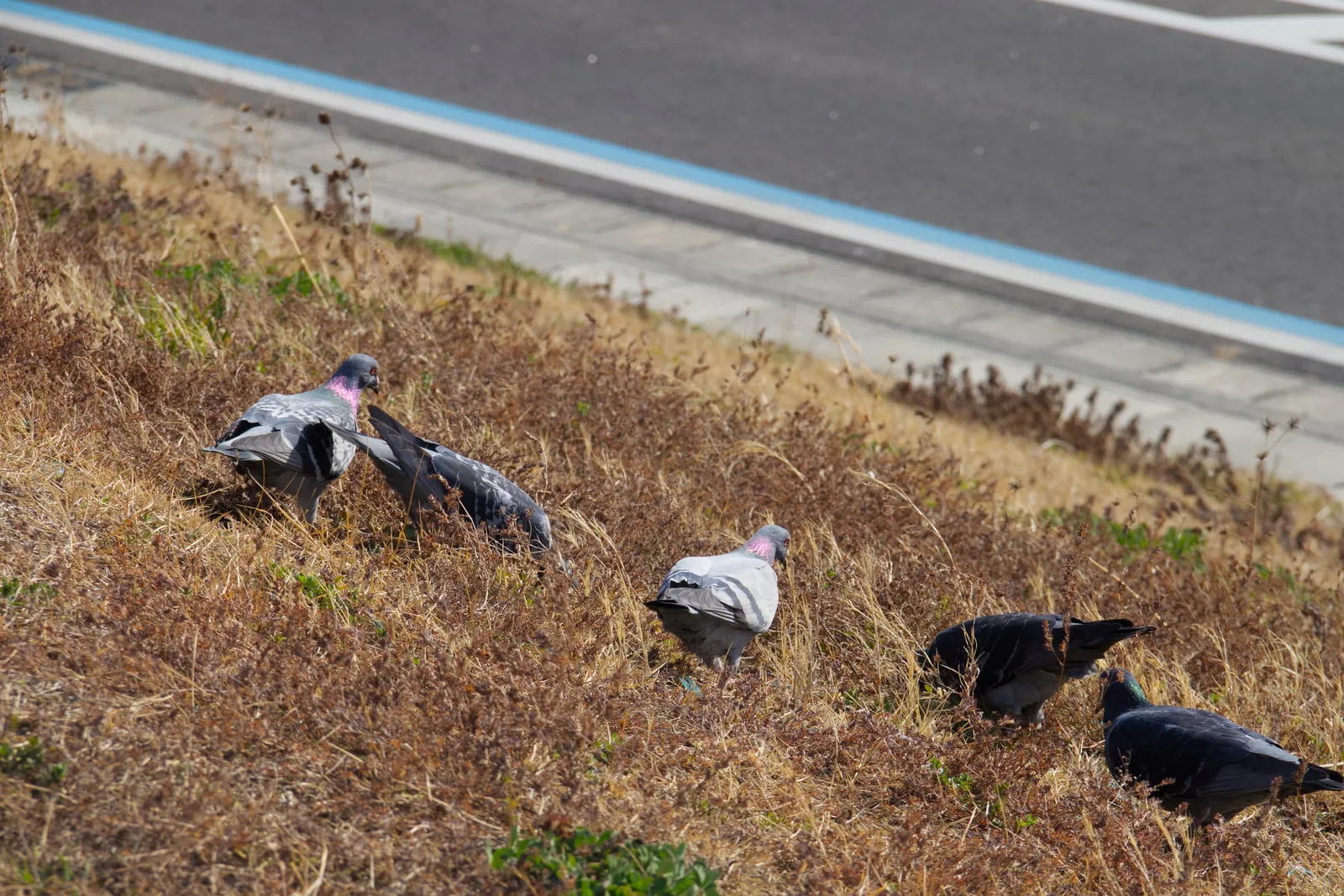 旧北上川の土手を歩くハトの群れの写真