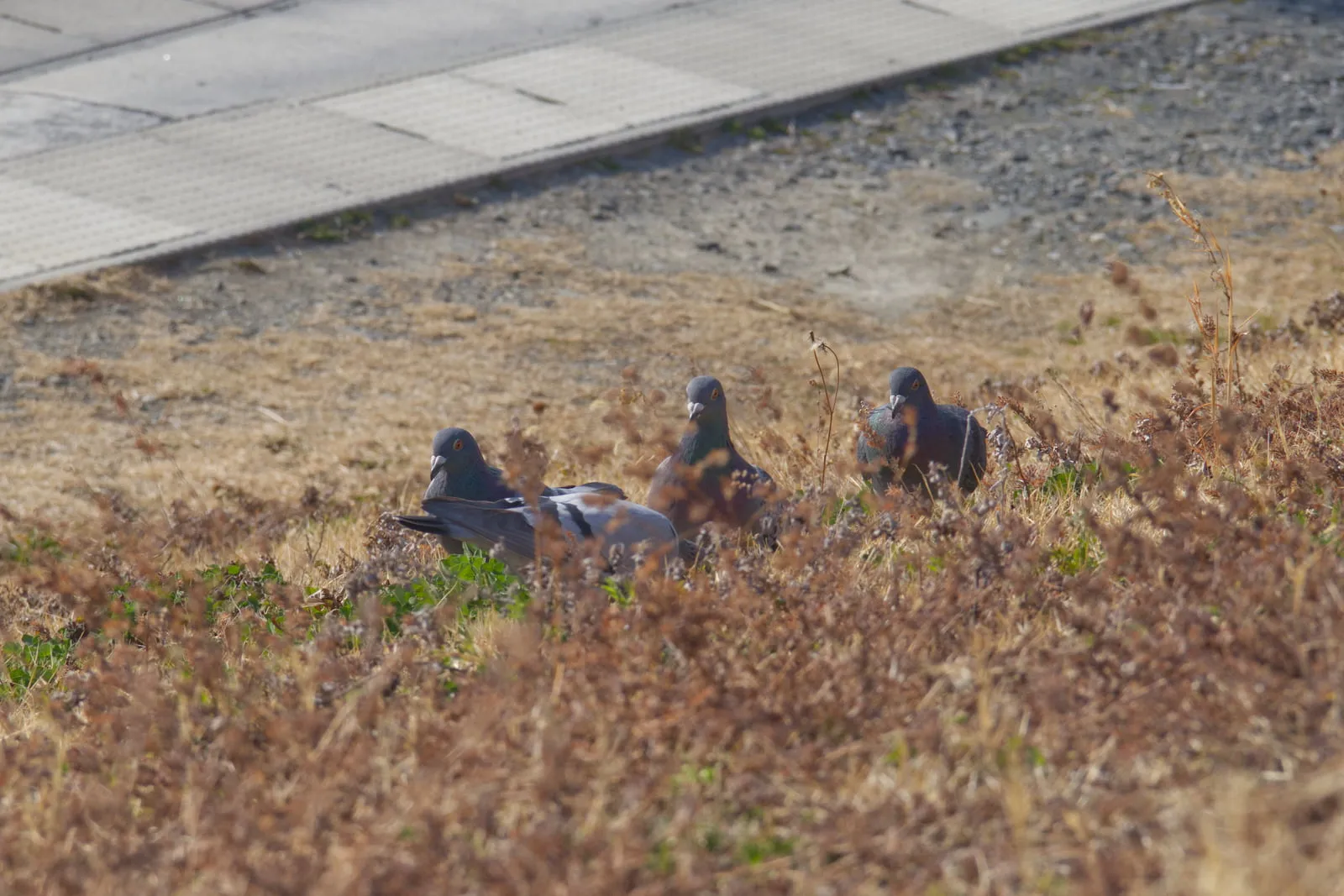 旧北上川の土手を歩くハトの群れの写真