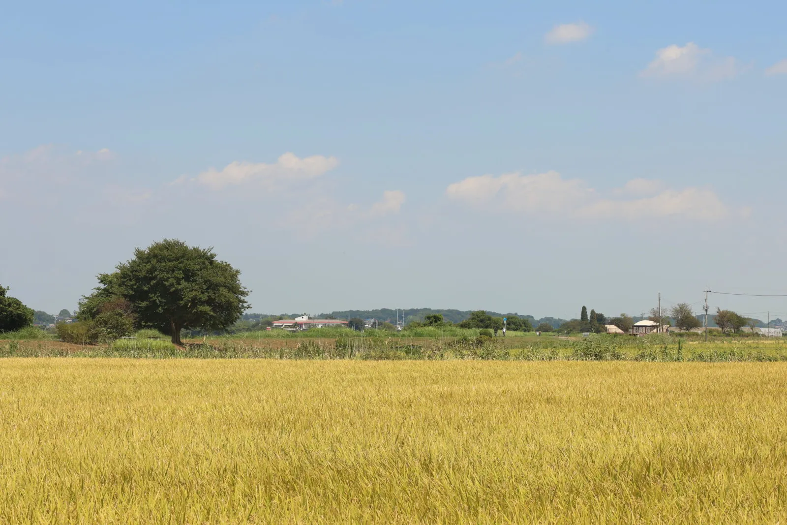 黄金色の田んぼと、田んぼのすぐそばに立つ一本の木