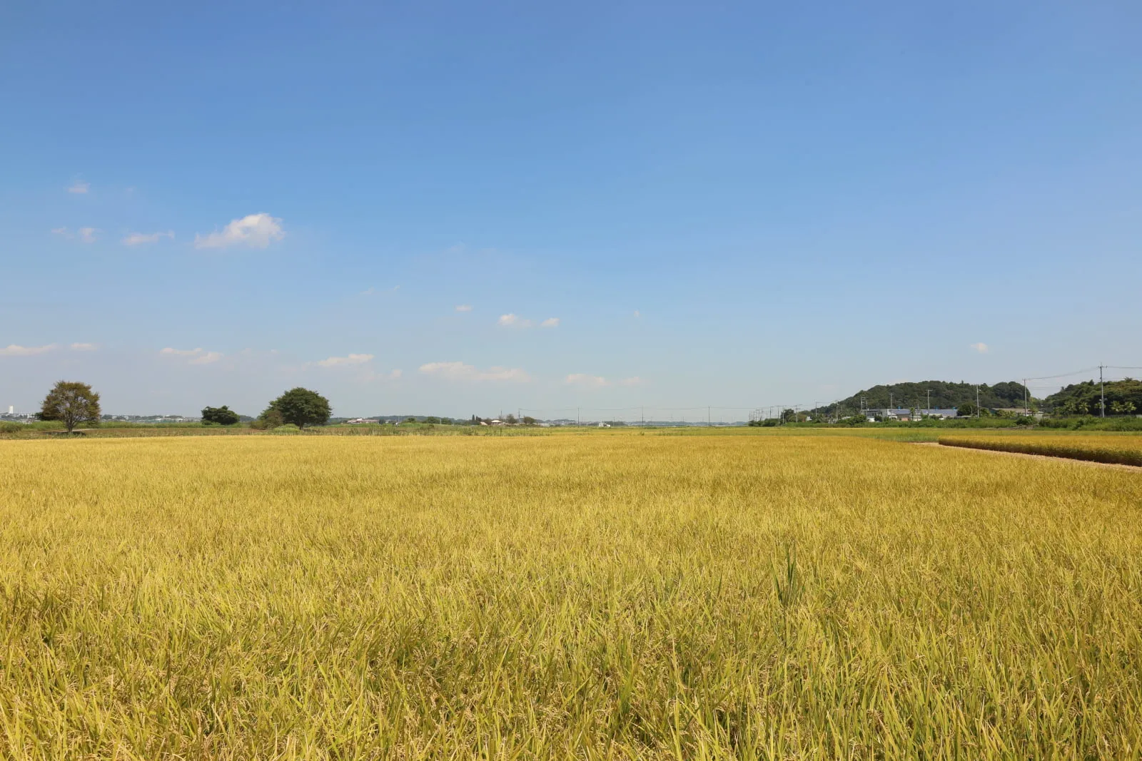 黄金色の田んぼと、田んぼのすぐそばに立つ一本の木