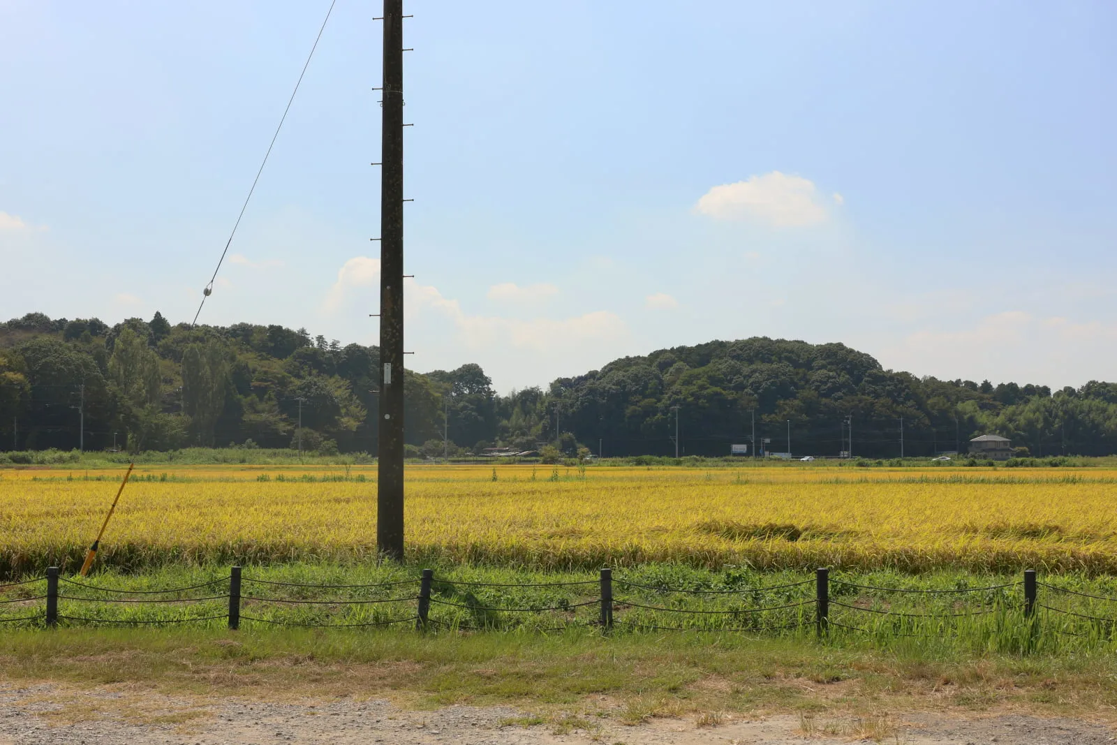 黄金色の田んぼと、その前に立つ電柱の写真