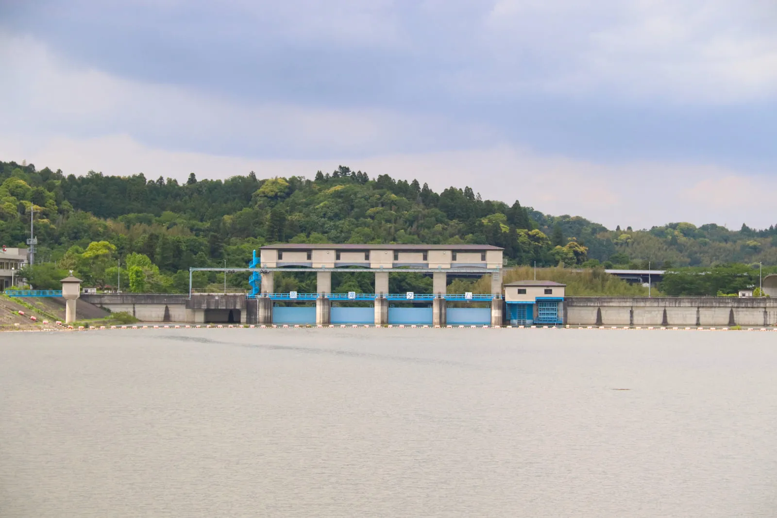かもめ団地の堤防に咲く小さなお花