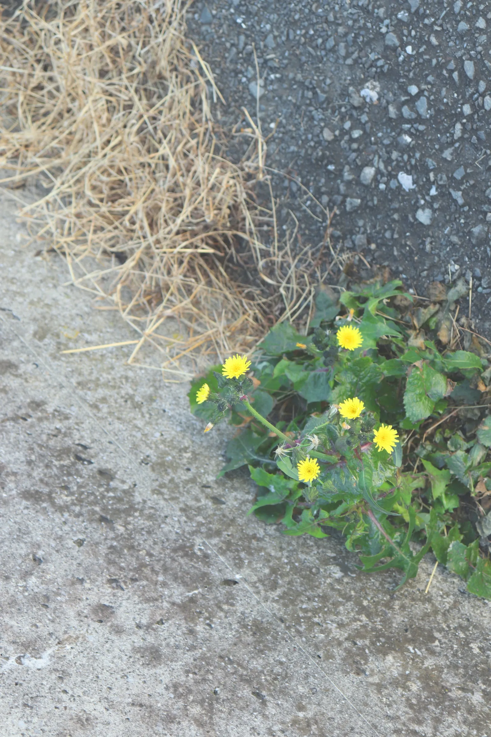 かもめ団地の堤防に咲く小さなお花の写真