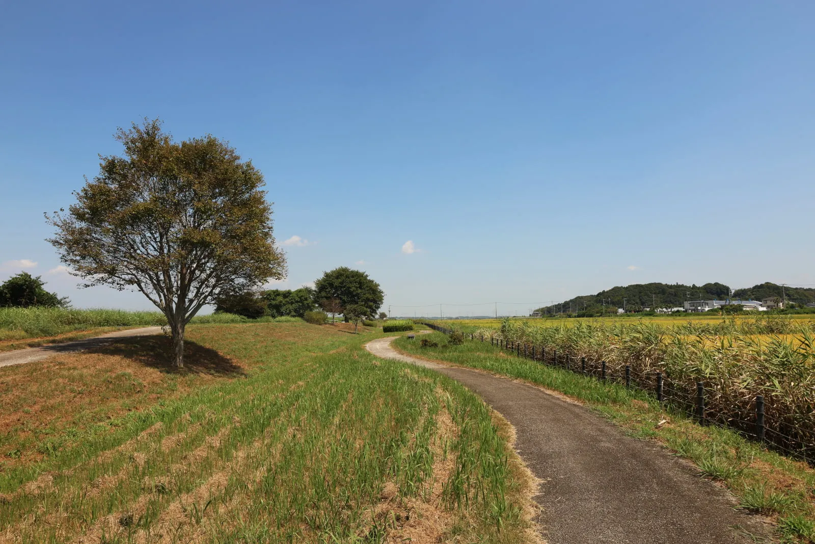手賀沼のほとりにある緑道