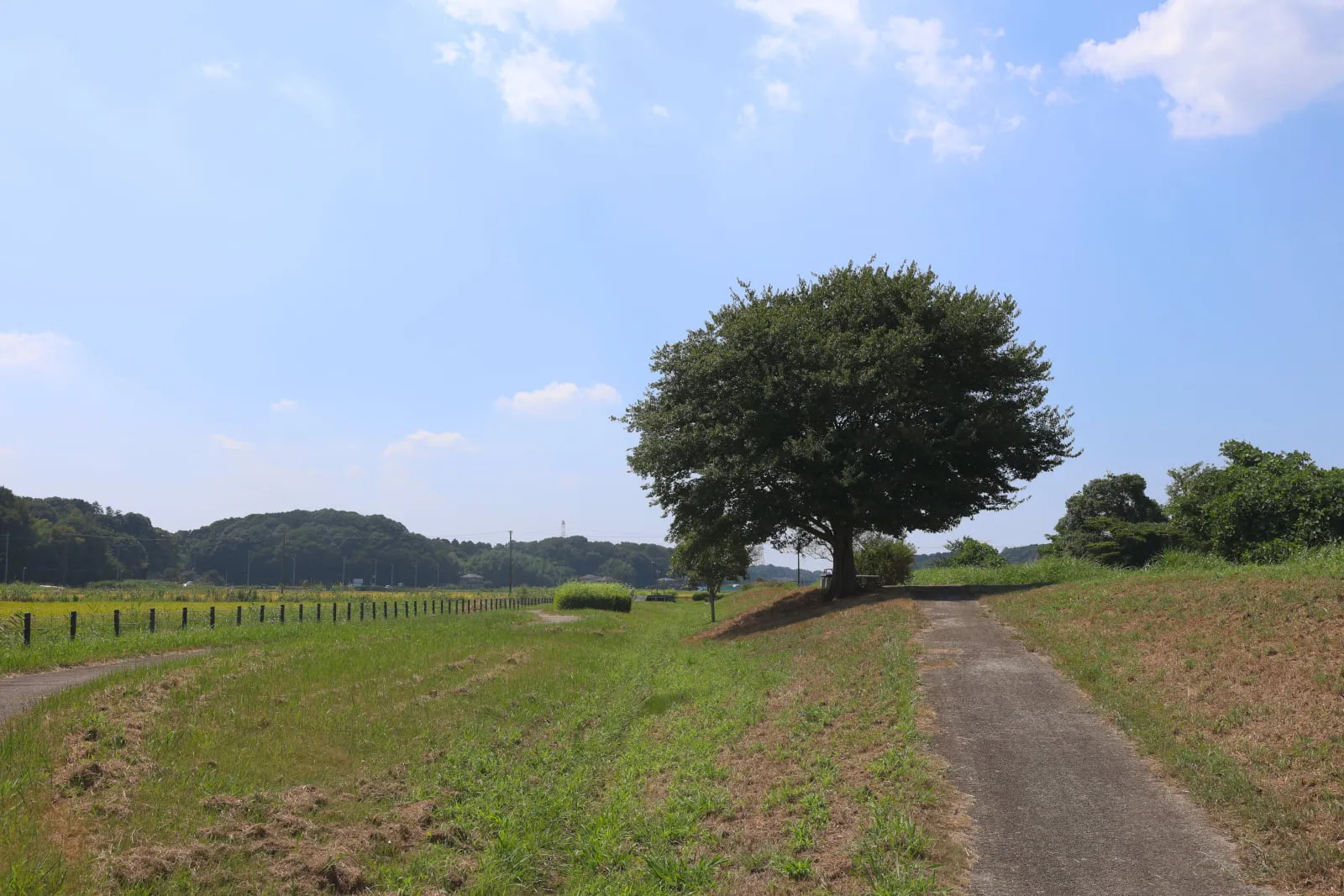 手賀沼のほとりにある緑道の写真