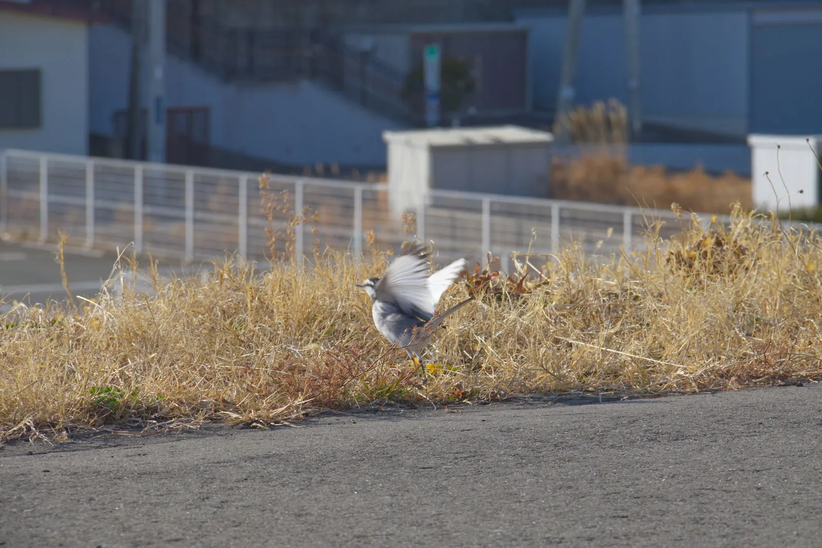 旧北上川の土手から飛び立つ瞬間の小鳥の写真