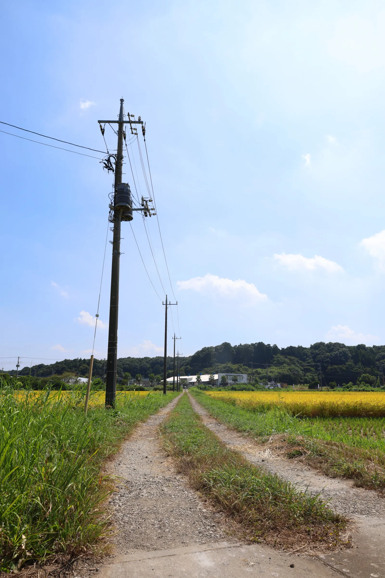 地平線まで続く黄金色の田んぼの中央を、まっすぐ貫く未舗装の道路と電柱の写真