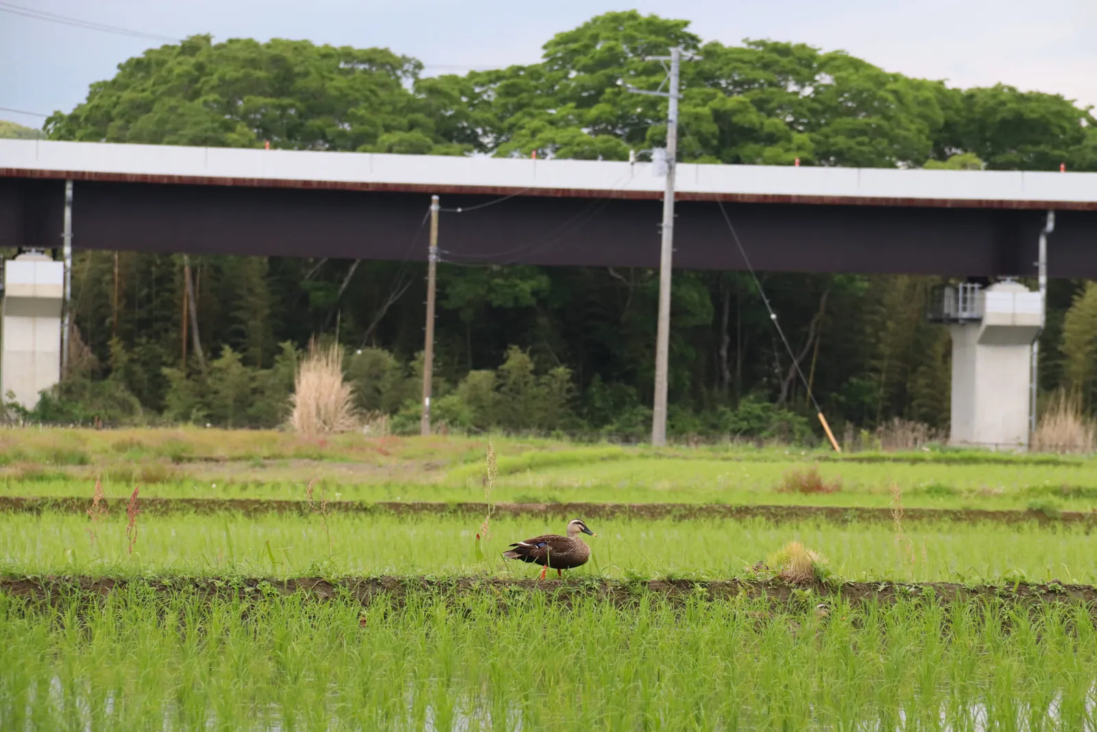 かもめ団地から見る浦賀水道