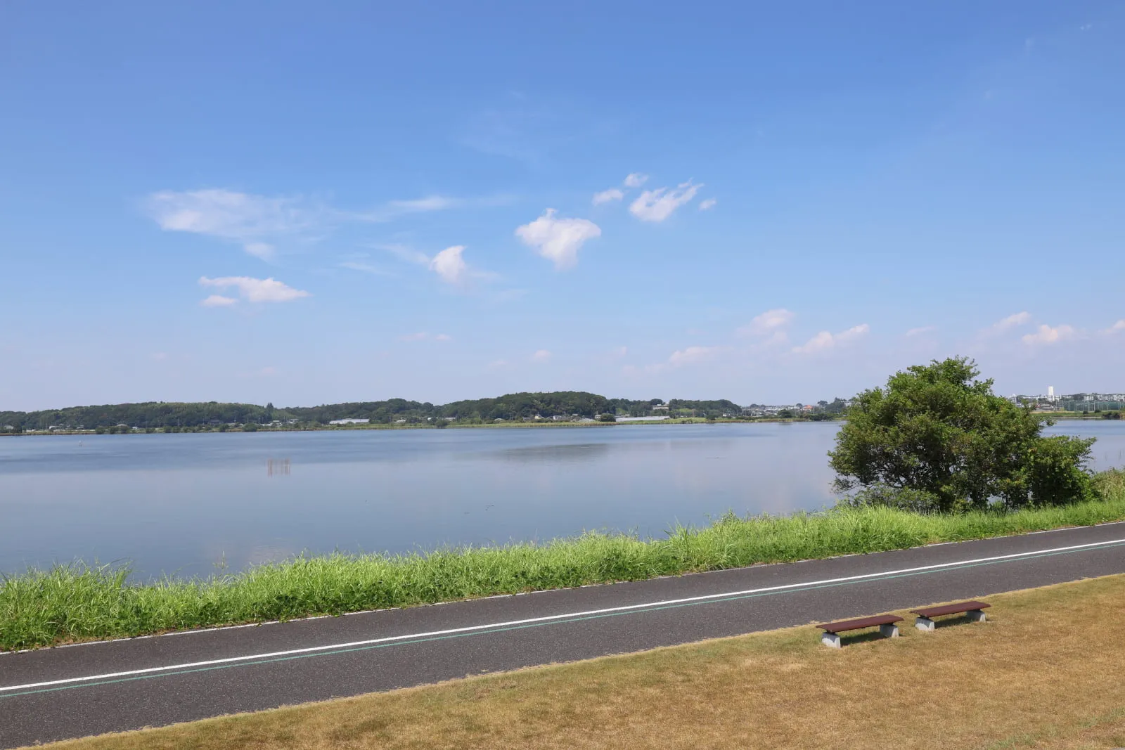 手賀沼と、そのほとりに立つ一本のシンボルツリーの写真