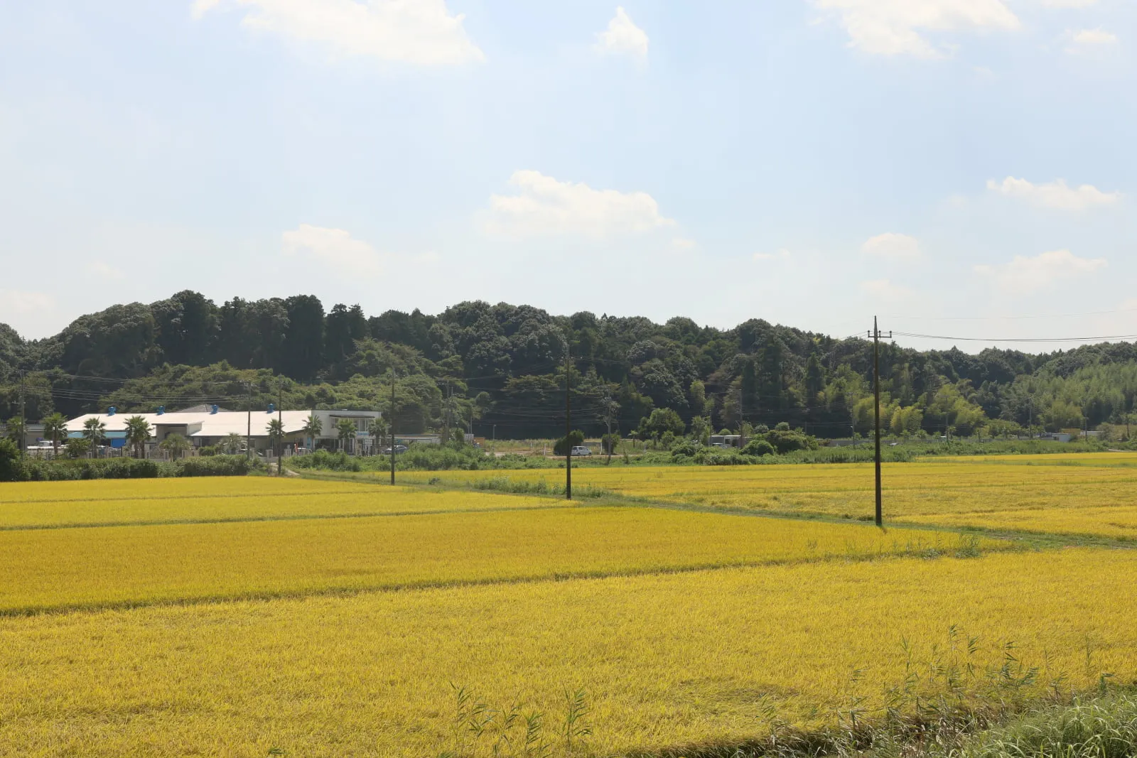 地平線まで続く黄金色の田んぼの中央を、まっすぐ貫く未舗装の道路と電柱の写真