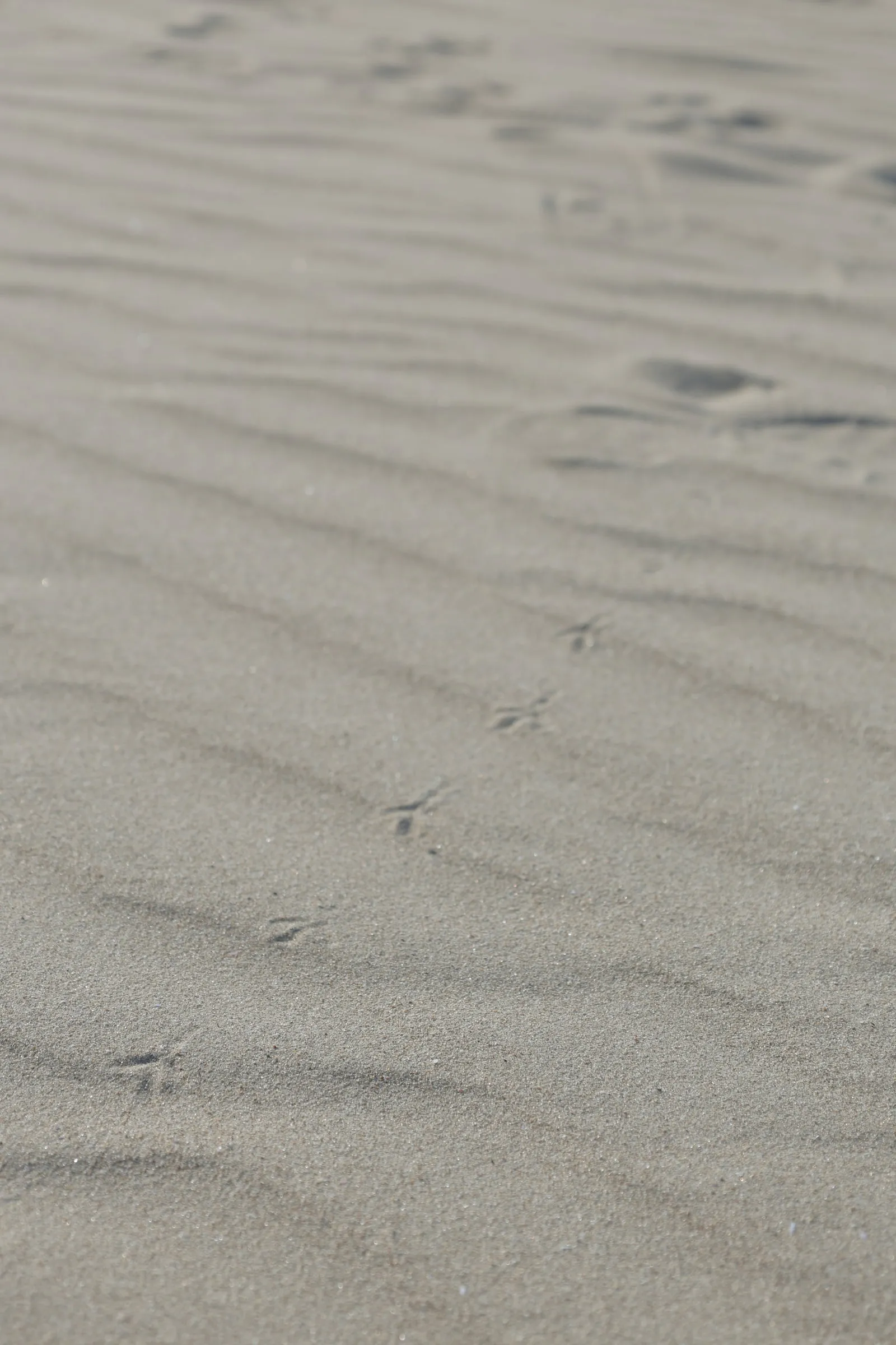 白い砂浜についた鳥の足跡の写真