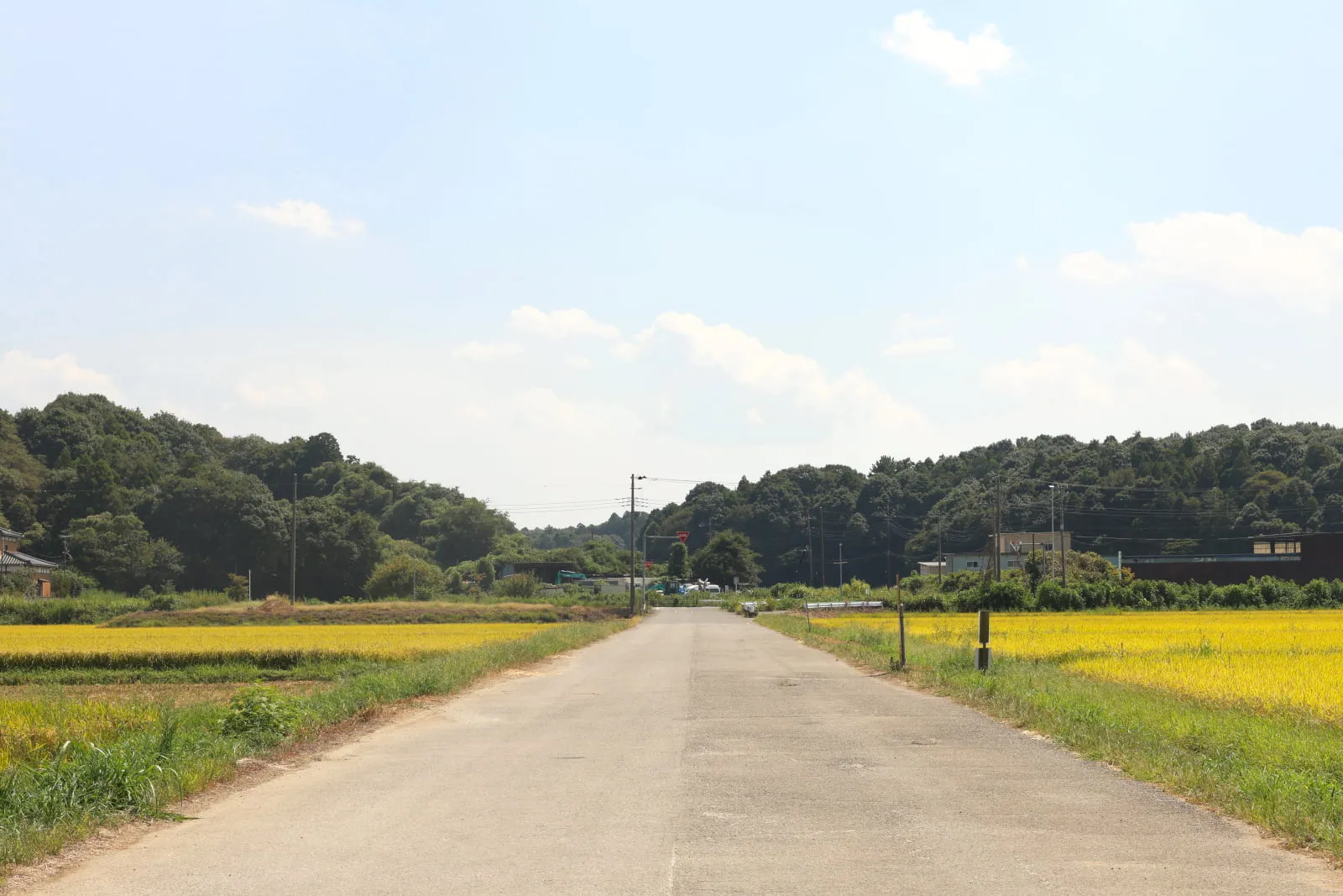地平線まで続く黄金色の田んぼの中央を、まっすぐ貫く幅の広い道路の写真