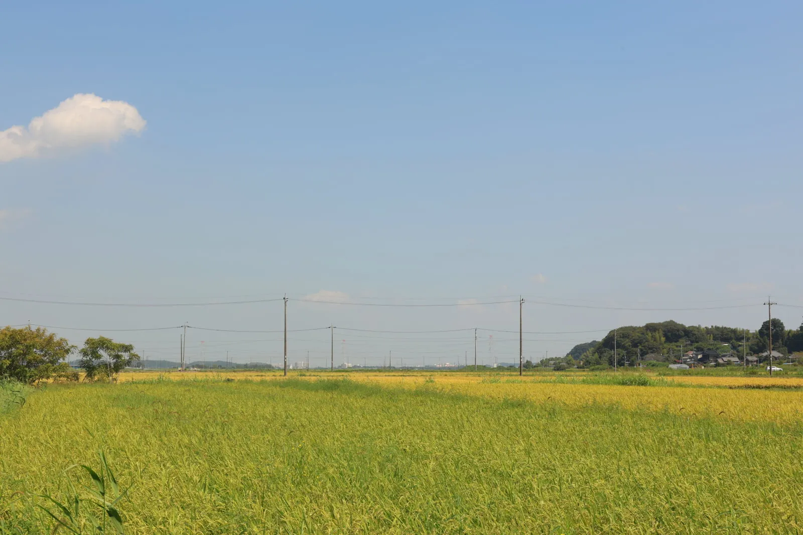 地平線まで続く黄金色の田んぼの写真