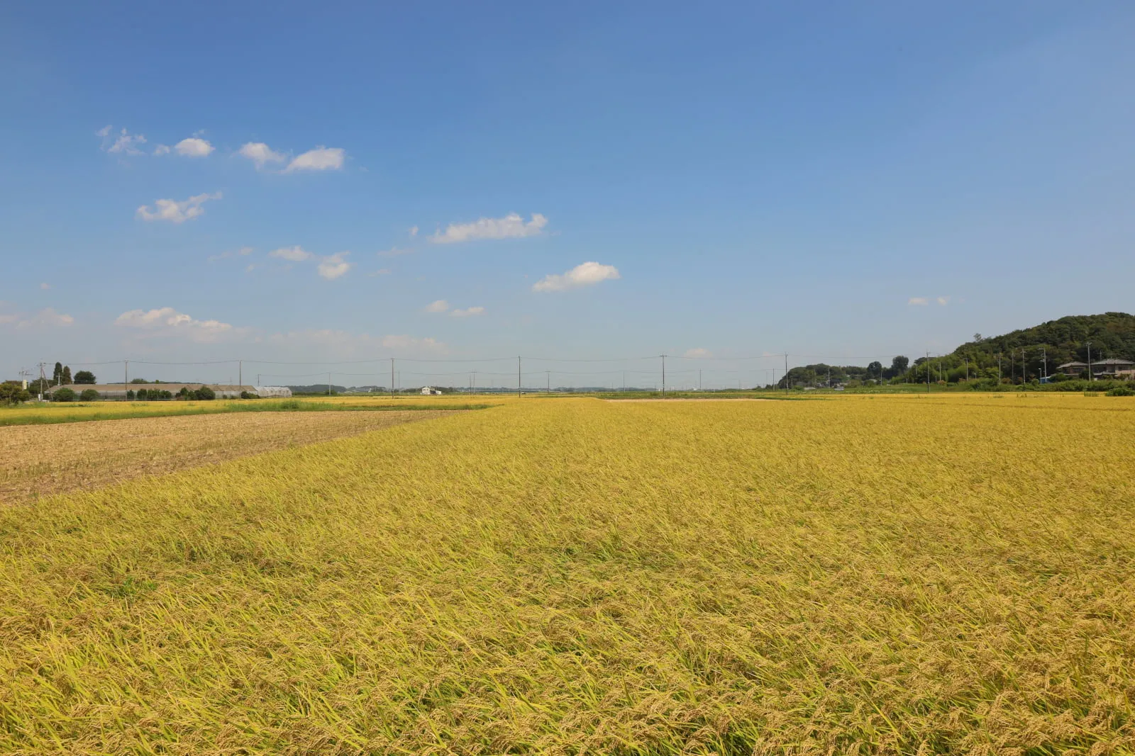 地平線まで続く黄金色の田んぼ