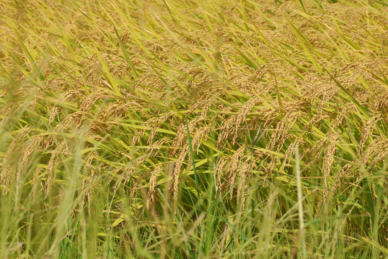 風に揺れる稲穂の写真