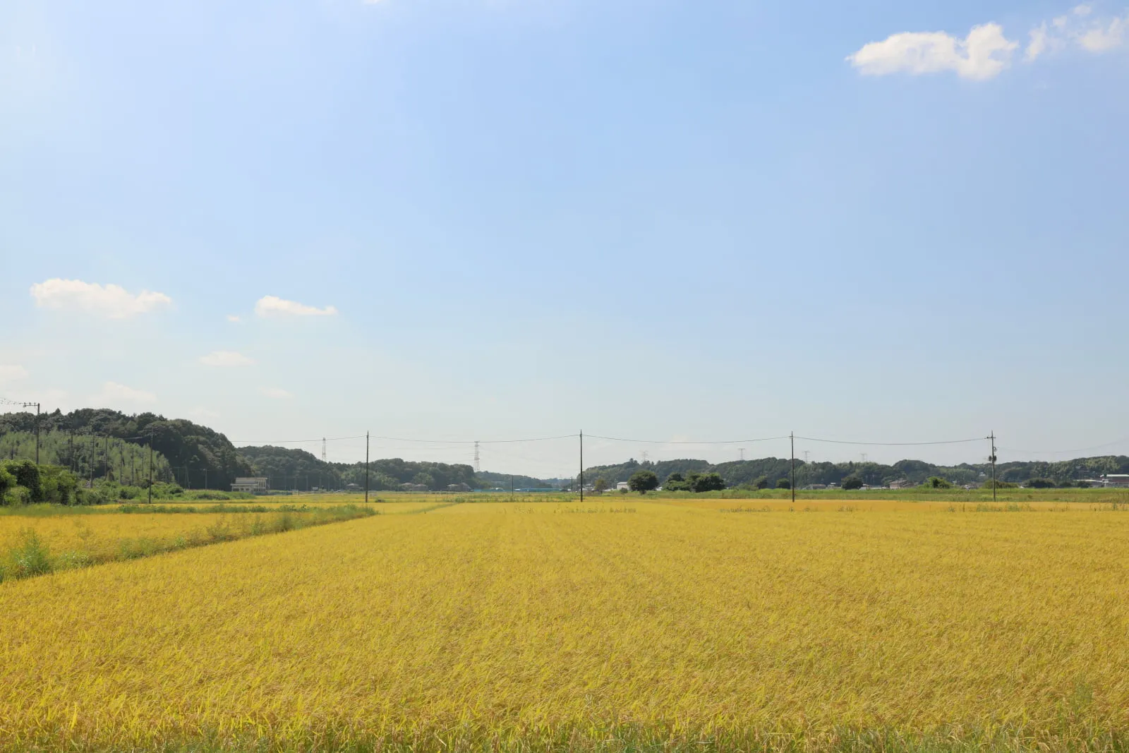 地平線まで続く黄金色の田んぼの写真