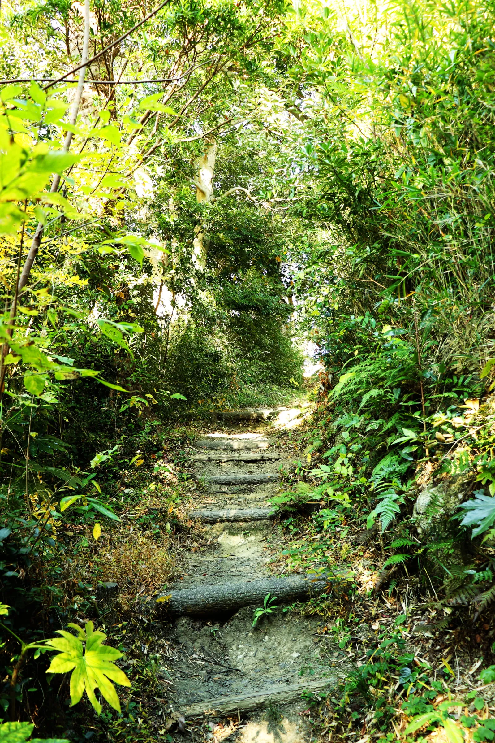 観音崎公園内の木々に囲まれた階段の写真