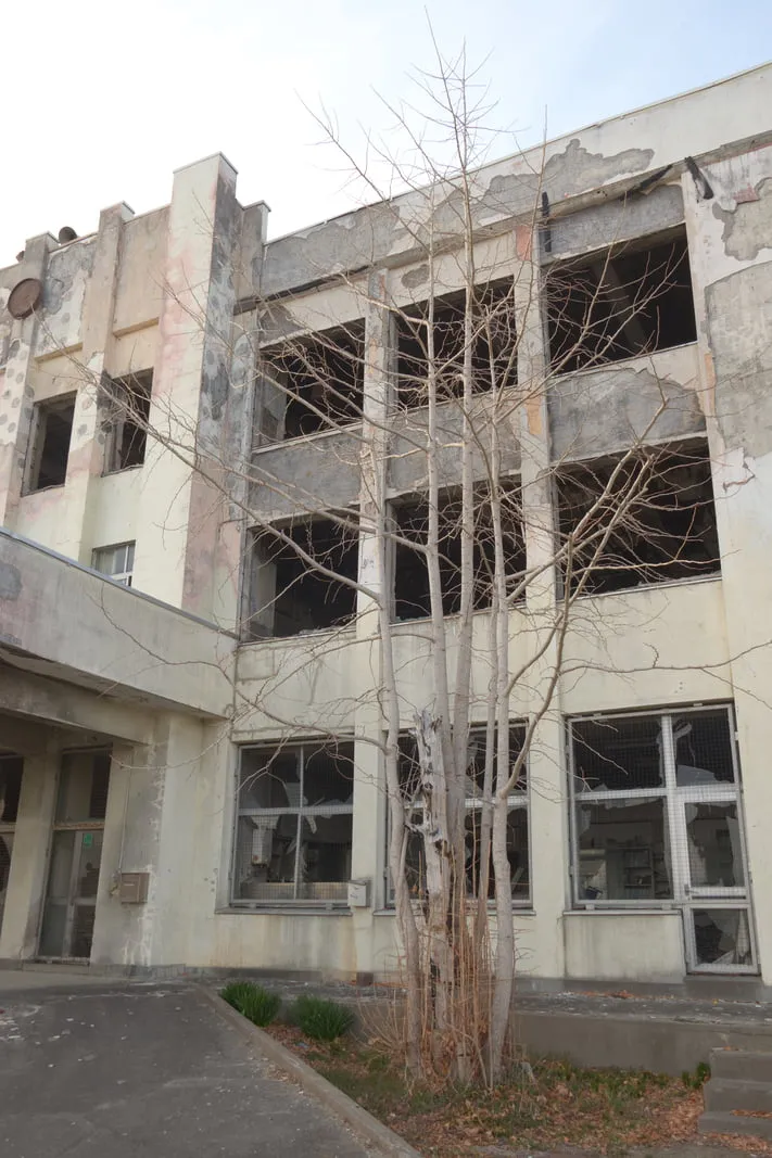 石巻市震災遺構門脇小学校の本校舎入口横に立つ若木の写真