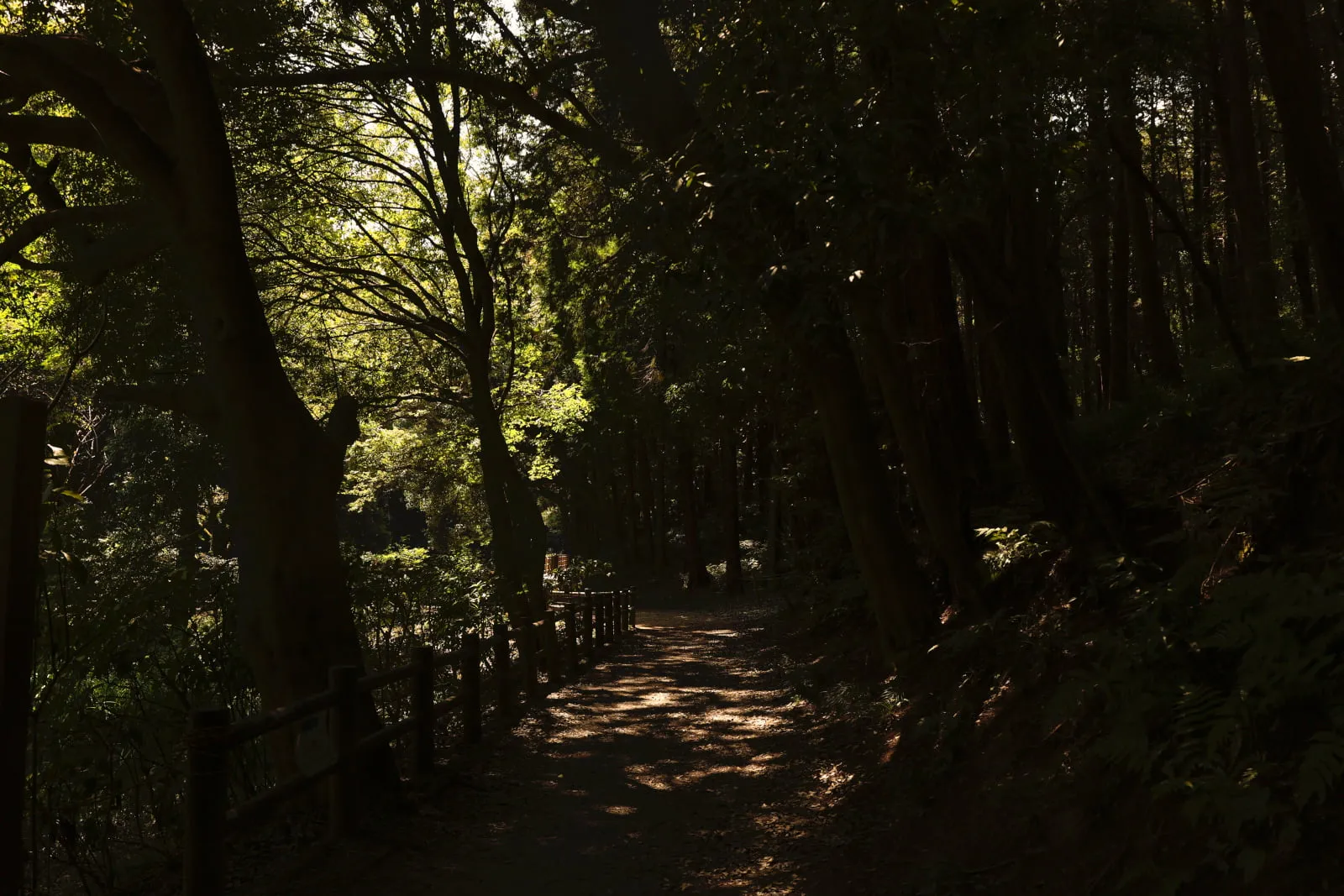 手賀の丘公園の森の写真