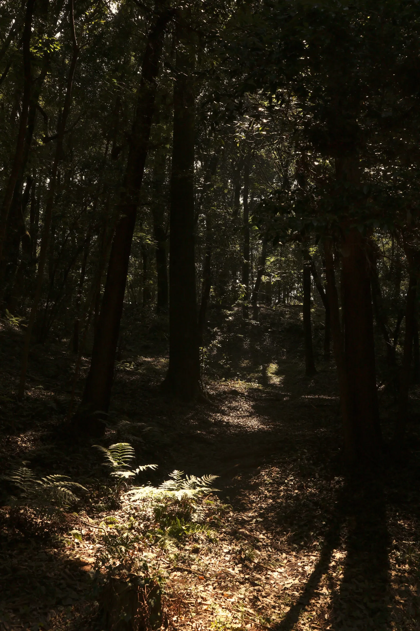 手賀の丘公園の森の写真