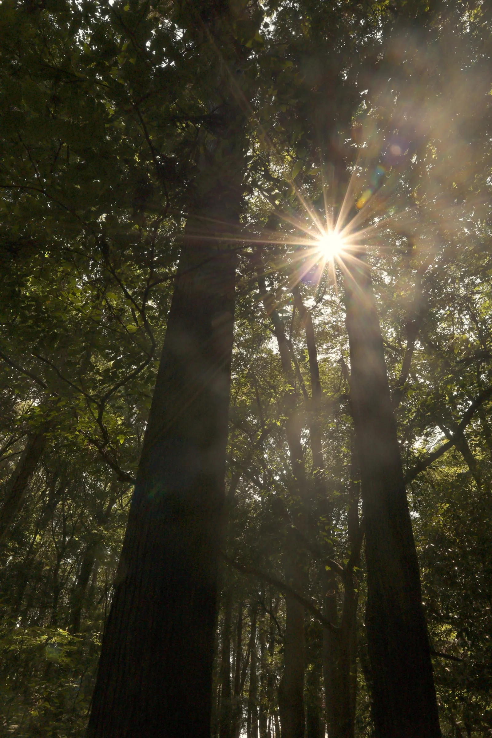 手賀の丘公園の森