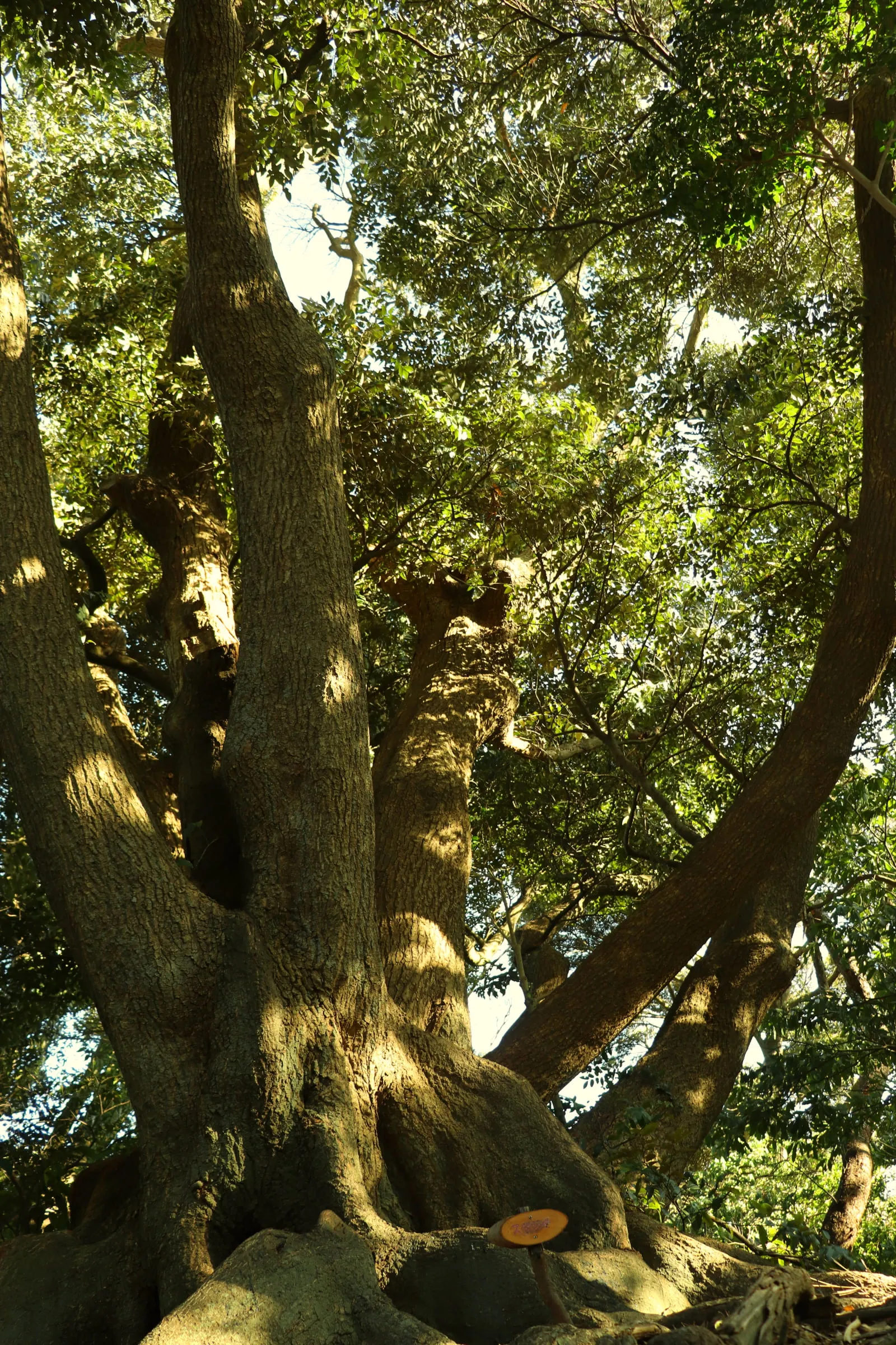 観音崎公園内の大木の写真