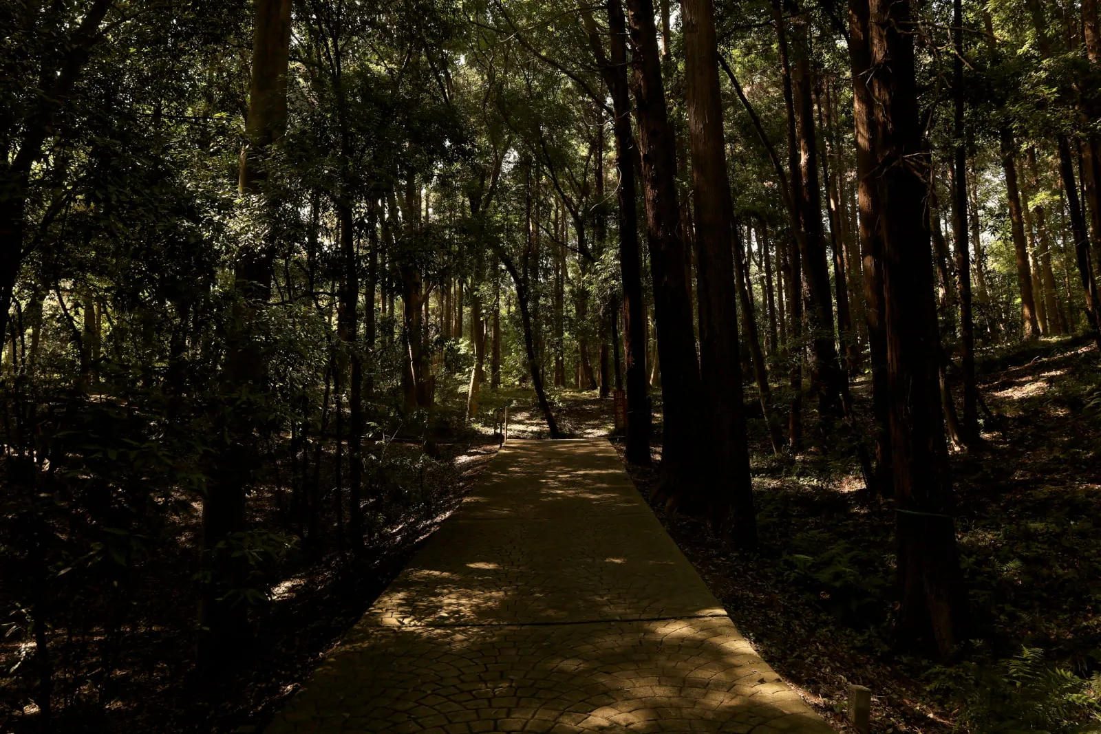 手賀の丘公園の森の写真
