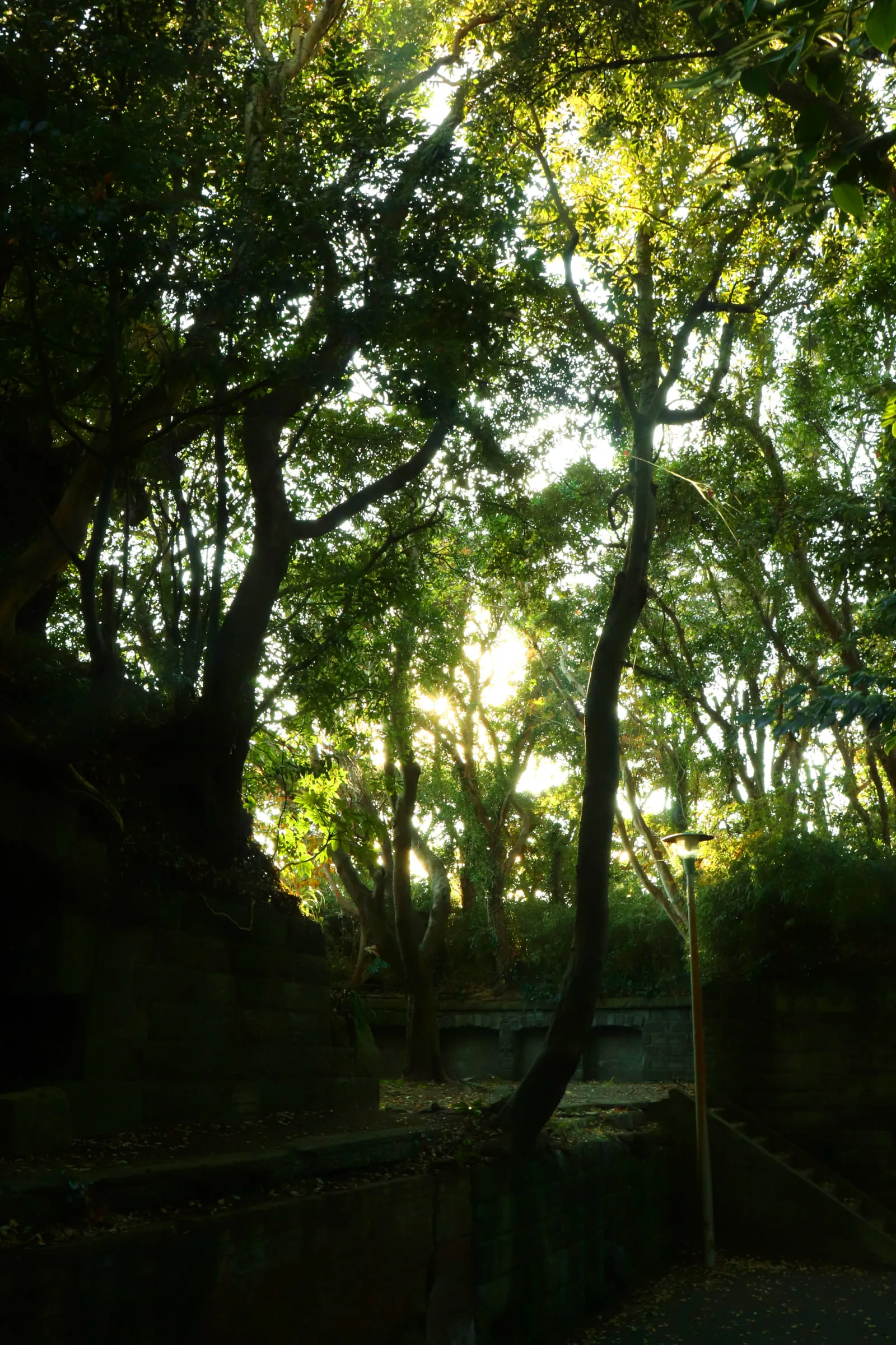 観音崎公園内の砲台跡を囲むように並ぶ木々の写真