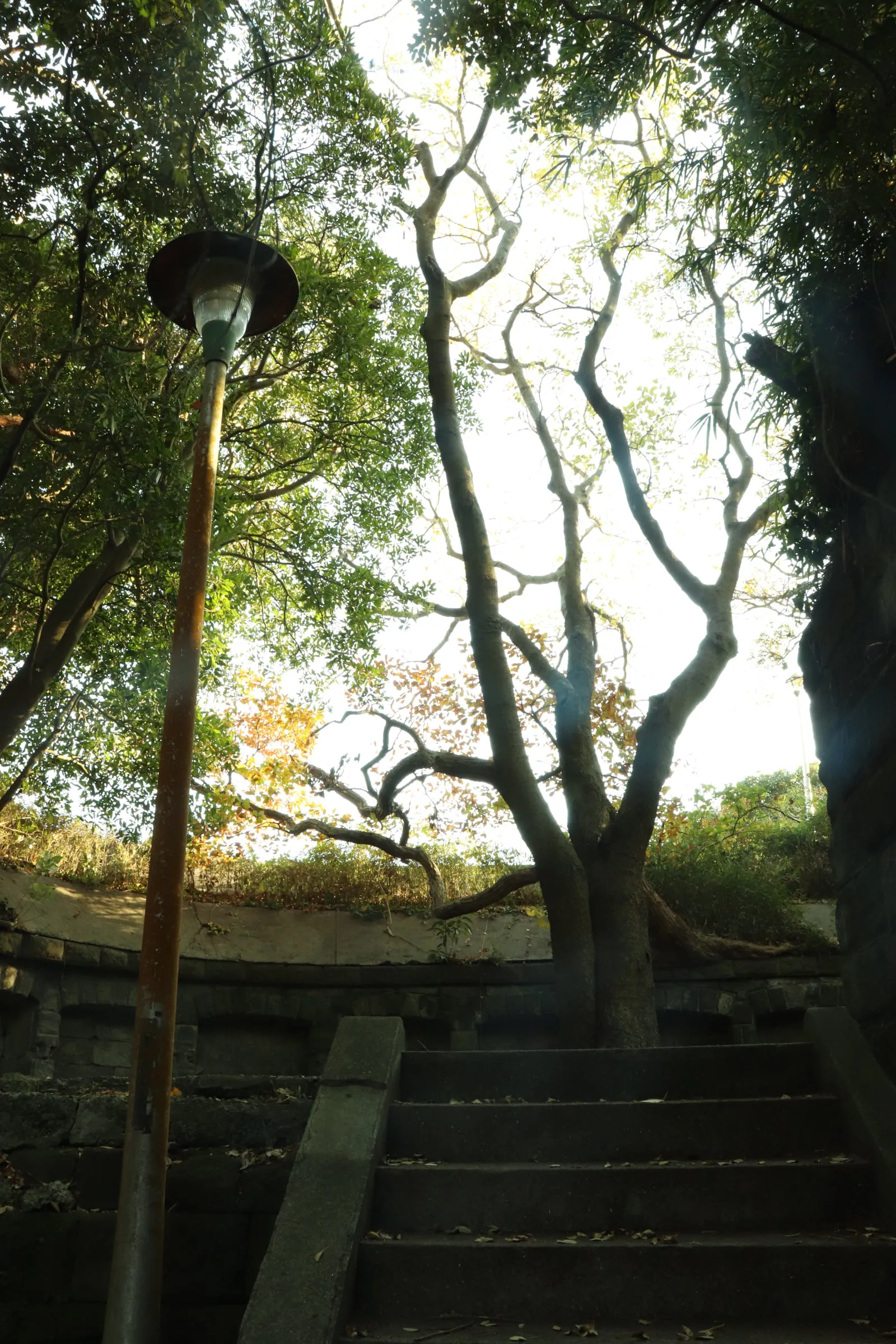 観音崎公園内の砲台跡の中央に生える木の写真